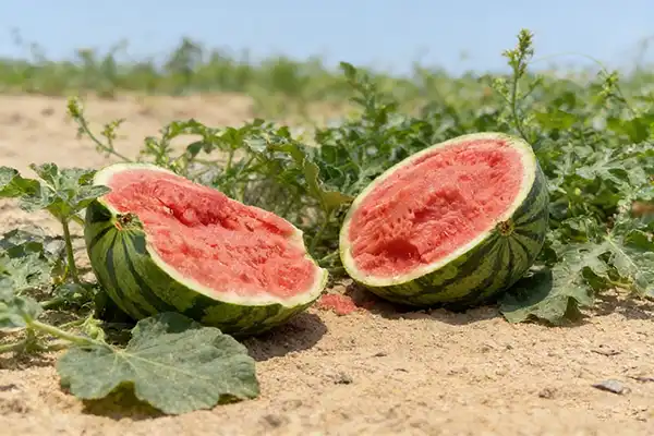 Why Add Watermelon Powder to Functional Beverages?